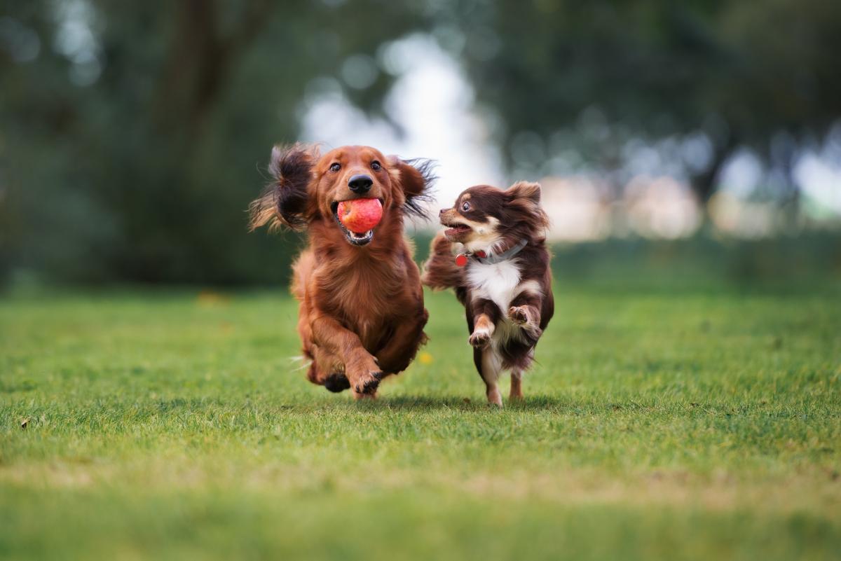 Happy Pets Happy Home Ashbury Estate