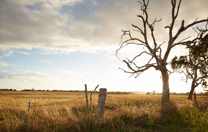 Open field